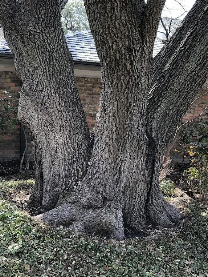 Mature heritage tree close to a Estherwood property cared for by certified arborists